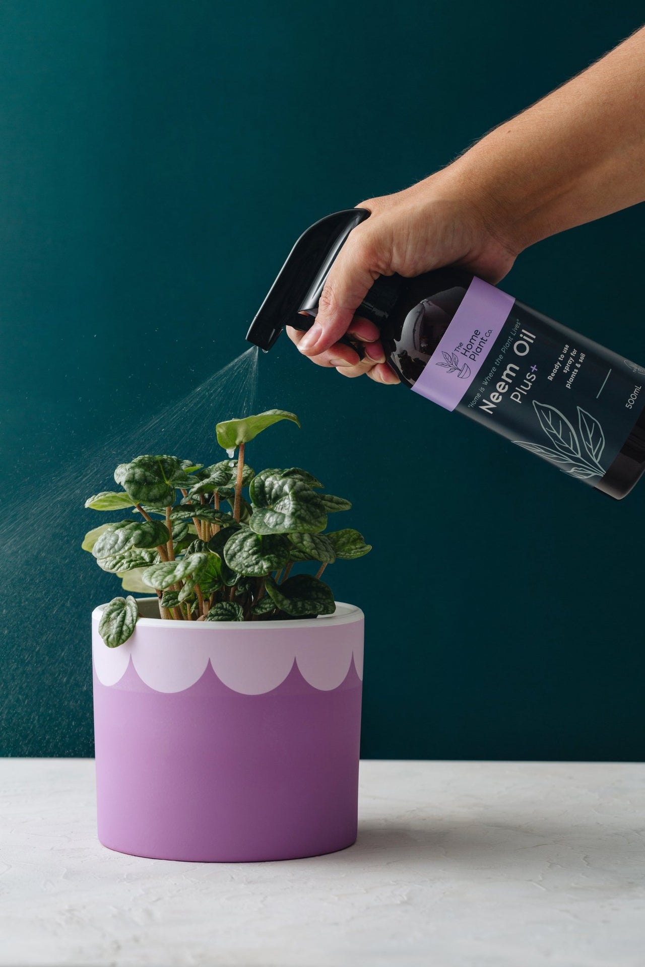 Hand demonstrating how to spray neem oil on a plant in a pot.